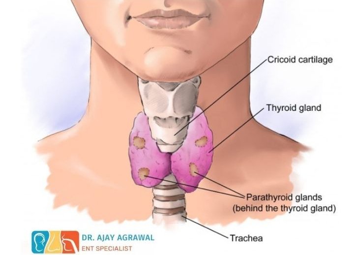 "Neck anatomy diagram showing cricoid cartilage, thyroid/parathyroid glands and trachea with ENT specialist Dr. Ajay Agrawal's information."